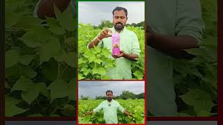 Pushpull from Srion Pesticides for Cotton Farm  Best Varient for Cotton Farm in 202425  farming [upl. by Mayda]