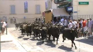 Lâcher de 50 Taureaux dans les rue de LunelViel [upl. by Ssor598]