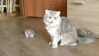 Mama cat brought a little kitten to her owner [upl. by Venator33]