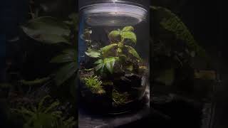 Tiny Ecosystem In A Jar youtubeshort terrarium foryou [upl. by Akemrej]