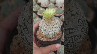 Astrophytum asterias superkabuto V type 🌵🌼 133cactus เกษตรPartTimebynana [upl. by Prouty]