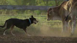 Incredibly Talented Australian Working Kelpie fearlessly works cattle in the Australian Outback [upl. by Manda]