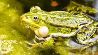 Quakender Wasserfrosch Teichfrosch Grünfrosch  Rana esculenta Frog [upl. by Essej]