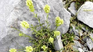 Sideritis hyssopifolia Mountain Tea [upl. by Aibara]