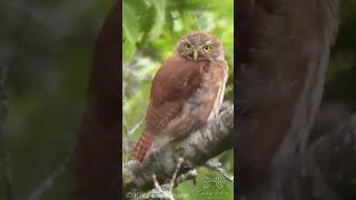 Ferruginous PygmyOwl Glaucidium brasilianum [upl. by Monahon]