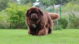 Facts About Newfoundland dog 2024  brown newfoundland dog [upl. by Aynotan]