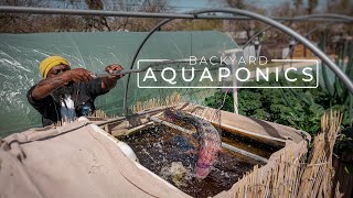 Backyard Aquaponics Farming Fresh Fish and Vegetables  PARAGRAPHIC [upl. by Eniotna]