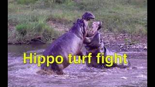 A Chilling Showdown Who Will Win This Epic Hippo Battle [upl. by Dlared583]