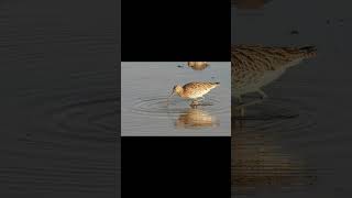 Curlew voice for sleep 💤Nature with relaxation curlew sleep [upl. by Aliet410]