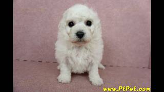 0903 比熊犬 Bichon Frise 公幼犬日新犬舍 [upl. by Aekim]