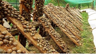 Amazing Snail Farm Technology 🐌  Snail Harvest and Processing  Products of Snail  Snail caviar [upl. by Trina]