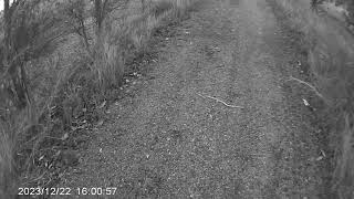 legless lizard north queensland [upl. by Emma816]