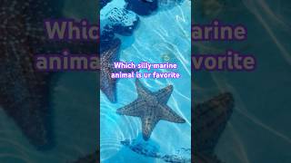 Mines shark🦈 marinelife silly animals aesthetic ocean [upl. by Yesllek]