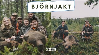 Björnjakten 2023  Bear Hunting Sweden [upl. by Ahsirahc934]