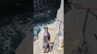 Moets trip to Fingals cave Isle of Staffa rottweiler camping scotland [upl. by Suiradal]