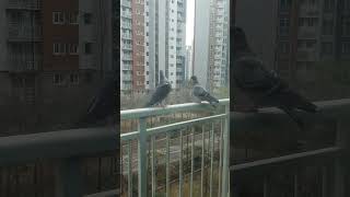 비둘기 짝직기pigeons mating [upl. by Fred103]