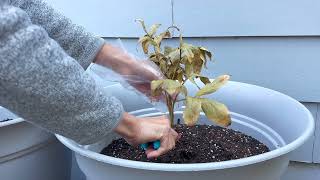 Container Peonies Cutting Back for Overwintering [upl. by Odnama]