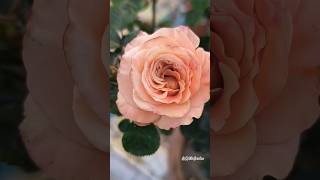 Beautiful Rose Flower  rose flowers plants shorts viral [upl. by Chita]