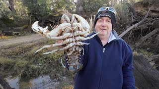 Catching MASSIVE crayfish with Tim [upl. by Okier]