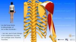 Muscle triceps brachial [upl. by Einobe]