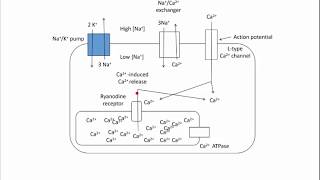 Digoxin  Mechanism of Action [upl. by Ahsenat]