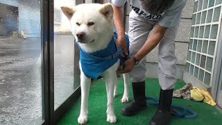 【秋田犬ゆうき】大雨でも休めないお散歩は二人で仲良くびしょ濡れになって帰って来ます【akita dog】 [upl. by Koffler384]