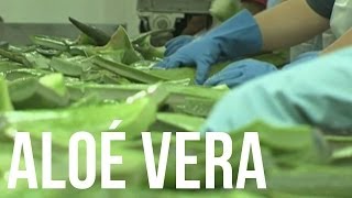 Les Bienfaits de lAloe Vera [upl. by Nauh]