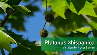 Platanus ×hispanica  Gewone plataan  Van den Berk over Bomen [upl. by Ebaj]