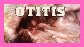 Otitis en perros [upl. by Yadahs757]