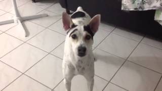 My female dog barking an moving tail [upl. by Ozen]