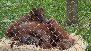 Mimi and Oshine snuggling at Monkey World Ape Rescue Centre Dorset [upl. by Marquardt897]