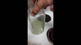 How to make potassium nitrate using easy to find materials at home [upl. by Rhynd]