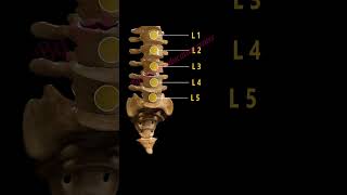 Anatomy of vertebral column spine 3d5 types of vertebral 3d animation gk human nerveanatomy [upl. by Hedvig]