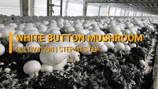 White Button Mushroom Cultivation Agaricus bisporus  DMR Solan [upl. by Mima]