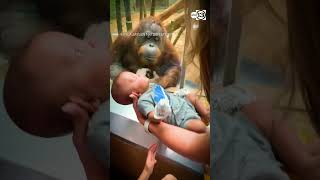 Orangutan taps glass inspects baby at Louisville Zoo [upl. by Nidak]