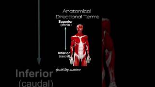 ANATOMICAL DIRECTIONAL TERMS [upl. by Nilrac]