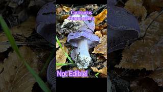 Cortinarius Purpurascensbeautiful but not edibleПаутинник Козлиный Несъедобенно красив fungi [upl. by Jardena]