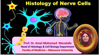 Histology of Nerve cells Prof Dr Amal Mohamed moustafa [upl. by Kenney]