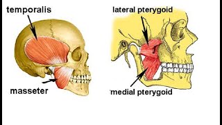 Two Minutes of Anatomy Muscle of Mastication Chewing [upl. by Platto178]