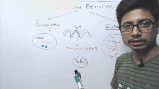 Difference between Prokaryotic and Eukaryotic Gene Expression [upl. by Chemar492]