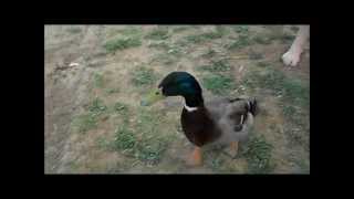 Our Mallard Duck comes when called like a dog [upl. by Aydin742]