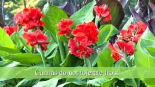 How to Plant Canna Bulbs [upl. by Patsy]