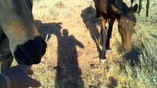 Wild Mustangs of Nevada [upl. by Konyn]