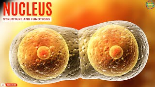 Uncovering the Surprising Structure and Functions of the Cell Nucleus [upl. by Anitnas717]