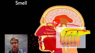 The Sensory System [upl. by Latoniah]