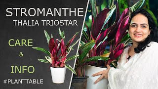 Stromanthe Thalia Triostar Care amp Info  Plant table  Indoor plants [upl. by Netsyrk]