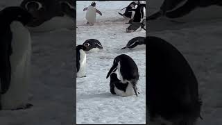 Gentoo Penguin Mating in Antarctica shorts [upl. by Ednihek780]