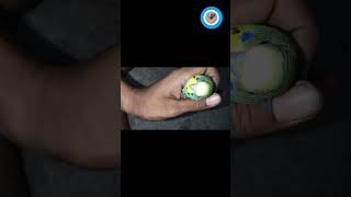 Budgies parrots fever 🤒 treatment medicine 💊🦜ll বদ্রি পাখির জ্বরের ওষুধ 🦜birds budiges petlover [upl. by Bat649]