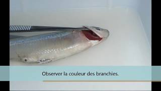 Branchies de poissons [upl. by Riocard]