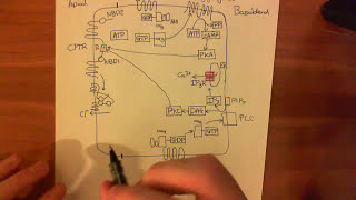 Cystic Fibrosis  CFTR Function Part 1 [upl. by Trinia]